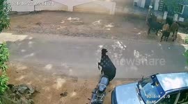 Bull runs into road and knocks over scooter rider in India