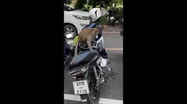 Wild monkeys raid motorcycles for food