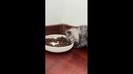 Kitten devours food bowl instead of its snacks in China