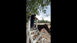 Horse climbing mishap in Perak, Malaysia