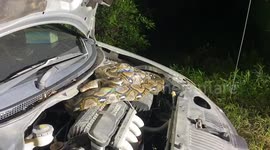 Huge python caught in Honda parked outside home