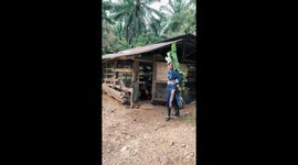Farmer makes Victoria's Secret wings form giant leaves