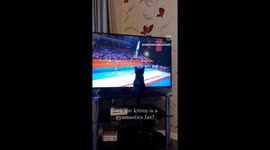 Kitten sitting in front of the TV watching gymnastics and moving in time with the gymnast