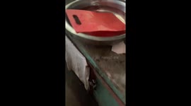 Cats steal defrosted fish in Bataan, Philippines