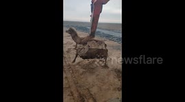 Stranded camel is plucked out of muddy swamp by excavator in China