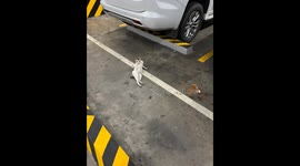 Stray cat spotted relaxing in office parking lot