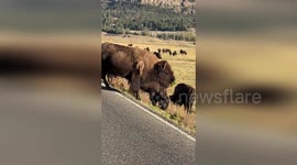 US: Hungry Bison Struggles to Swallow Massive Chunk of Greenery in Yellowstone Traffic Jam