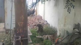 Social organisation necessary treatment a monkey got electric skoked in Shahdol, Central India