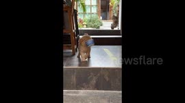 Golden retriever puppy tumbles down stairs whilst carrying food bowl