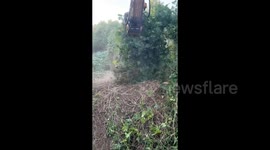 Like eating spaghetti! Excavator's unique twist technique to remove weeds from land