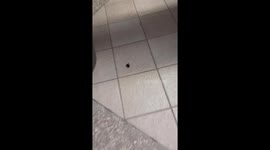 Tiny Bat On Bathroom Floor