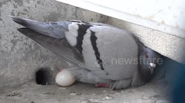 pigeon golf as our feather brained friend gets a hole in one birthing on a balcony