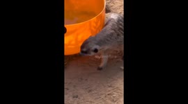 San Francisco Zoo meerkats play among Halloween decorations