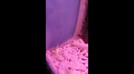 The strange goldfish swims on its back