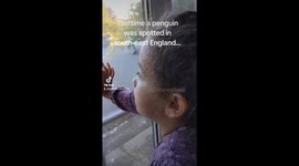 Cute moment 4-year-old UK girl thinks she's spotted a penguin on a roof