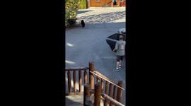 Black Bear Cubs Rummage Through Unlocked Car