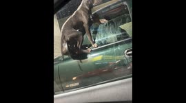 Hilarious mischievous pitbull dangles from truck window, defies owner’s 'they’re fine!' claim