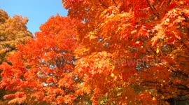 Gorgeous Fall Color Peak in Kentucky