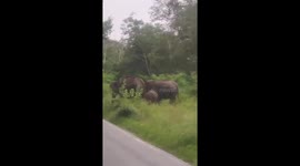 Wild elephants attack motorbike rider on road in India