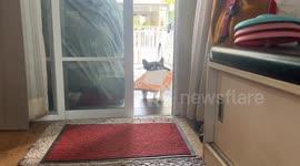Helpful Frenchie takes owner's parcel into house from garage