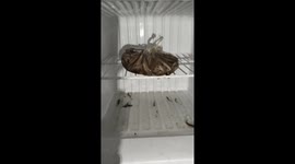 Fish put in freezer come back to life when power cuts and they defrost