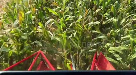 Major Chinese agricultural provinces secure grain harvest despite extreme weather