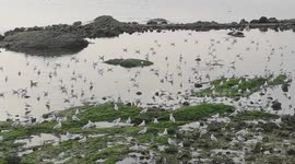 China: Seagulls Gather at Gujiadao Fishing Port in Qingdao