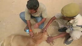 India: Update: Horse injured in accident rescued by local rescuers in central India