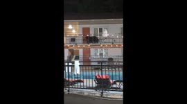 Black bear looking around outside hotel room Gatlinburg Tennessee