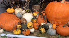 Halloween pumpkins, skulls etc seen in shops in London