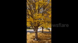 US: Fall Foliage Peaks Across Northeast 3