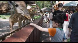 China: Tourists Feed Giraffes at Guangzhou Chimelong Safari Park