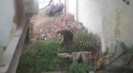 Monkey injured by electric shock revived by vets in India