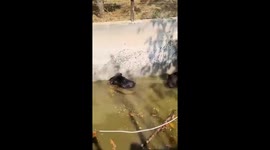 Locals find two bears trapped in water tank in India