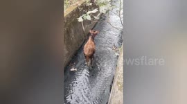 Social organisation resque a cow fell in the drain in Shahdol, Madhya Pradesh