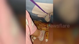 Pet cat startled by owner passing wind