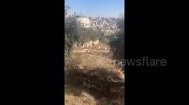 Palestine: Colonial Israeli settlers attacked Palestinian farmers and stole olive harvest in Hebron