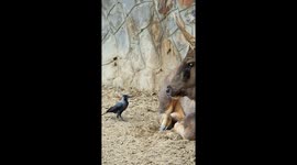 A Wildlife Photographer compiled a series of video clips showing crows helping deer get rid of ticks