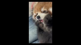 Adorable raccoon rubs its face in China