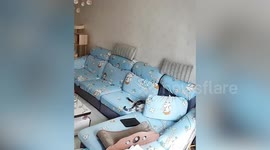 Pet cat with OCD arranges sofa pillows
