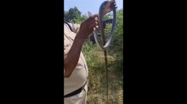 Brave policeman revives unconscious snake with CPR