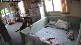 Caring pet dog climbs into playpen to sit alongside sleeping baby