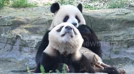 China: Giant panda Xing Xing and Chen Chen Have A Meal at Chongqing Zoo