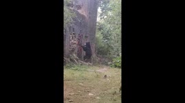 Wild bear rummages through temple ruins in India