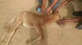 Horse injured in accident rescued by local rescuers in central India