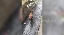 India: Cow saved from filthy drain in central India, caretakers execute daring rescue