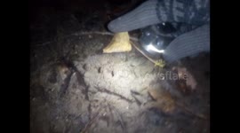 Big Cat Leapard Footprints Found in Buckinghamshire Woods near to M40