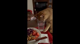 Cat caught trying to steal food while pretending to drink water