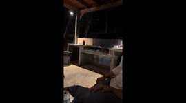 Black bear steals food in Ciudad de Allende, Mexico