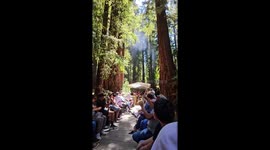 Tourists enjoy scenic train ride through redwoods in Felton